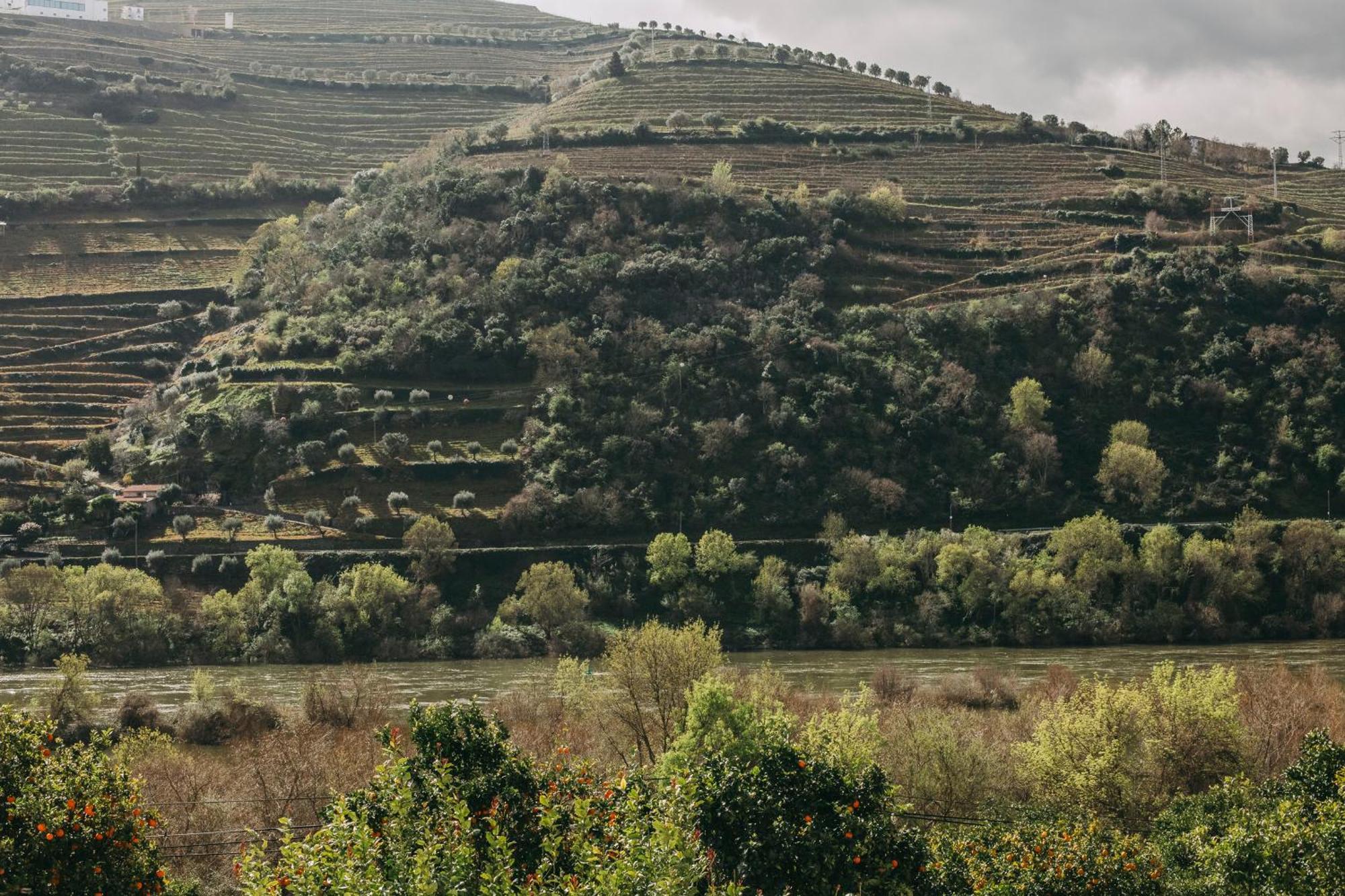 פסו דה רגואה Torel Quinta Da Vacaria - Douro Valley מראה חיצוני תמונה